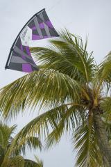 Leela balancing on a palm