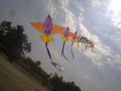 bird train kite
