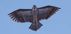 eagle kite