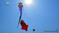 Adk bird Man kite ashok designer kites