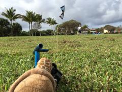 Scott Benz training on dogstake...