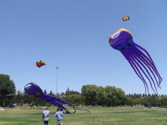 San Ramon Art and Wind Festival 2016 - Octopi