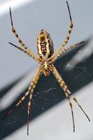 argiope-utah.jpg