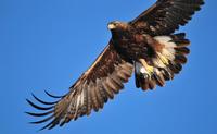 golden-eagle-1665317_960_720.jpg